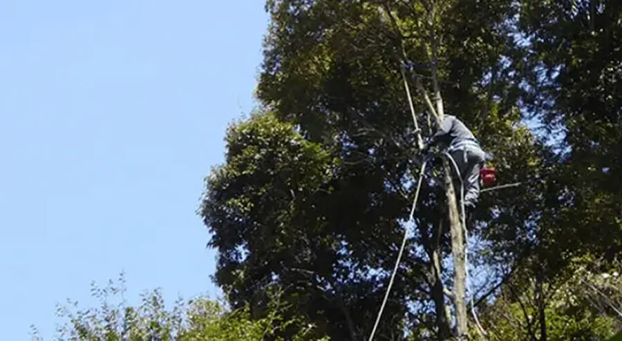 特殊伐採・高木伐採すべてお任せください！