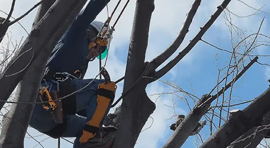 特殊伐採・高木伐採すべてお任せください！