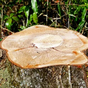 狭小地　特殊伐採 - After