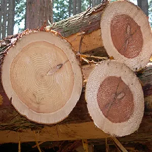 神社　特殊伐採 - After