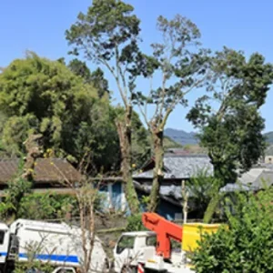 狭小地　特殊伐採 - Before