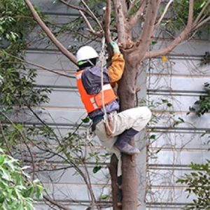 工場敷地内　特殊伐採 - Before