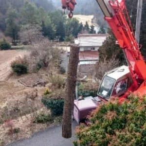 高木　特殊伐採 - Before