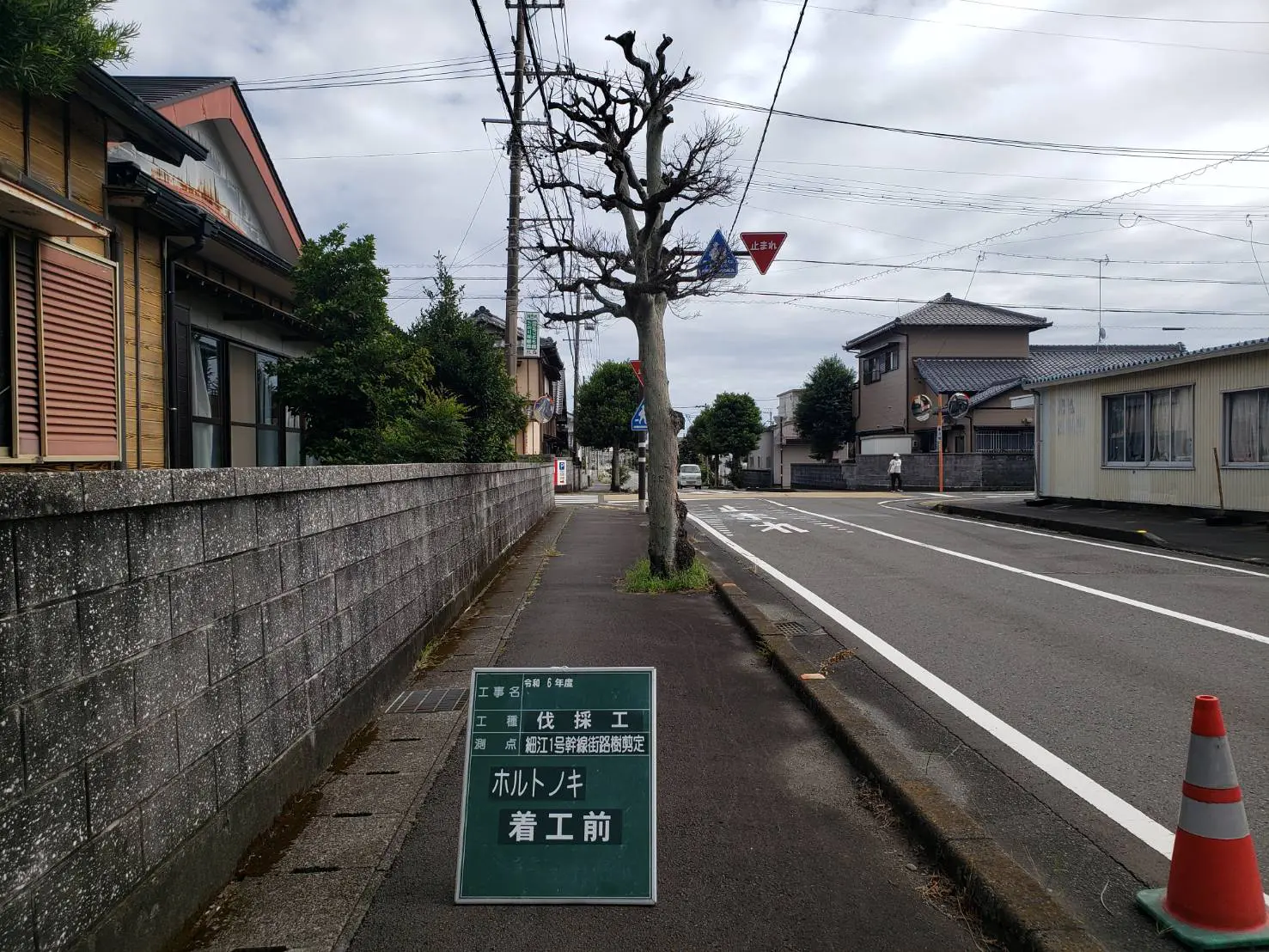 高崎市　伐採作業（ホルトノキの高木伐採） - Before