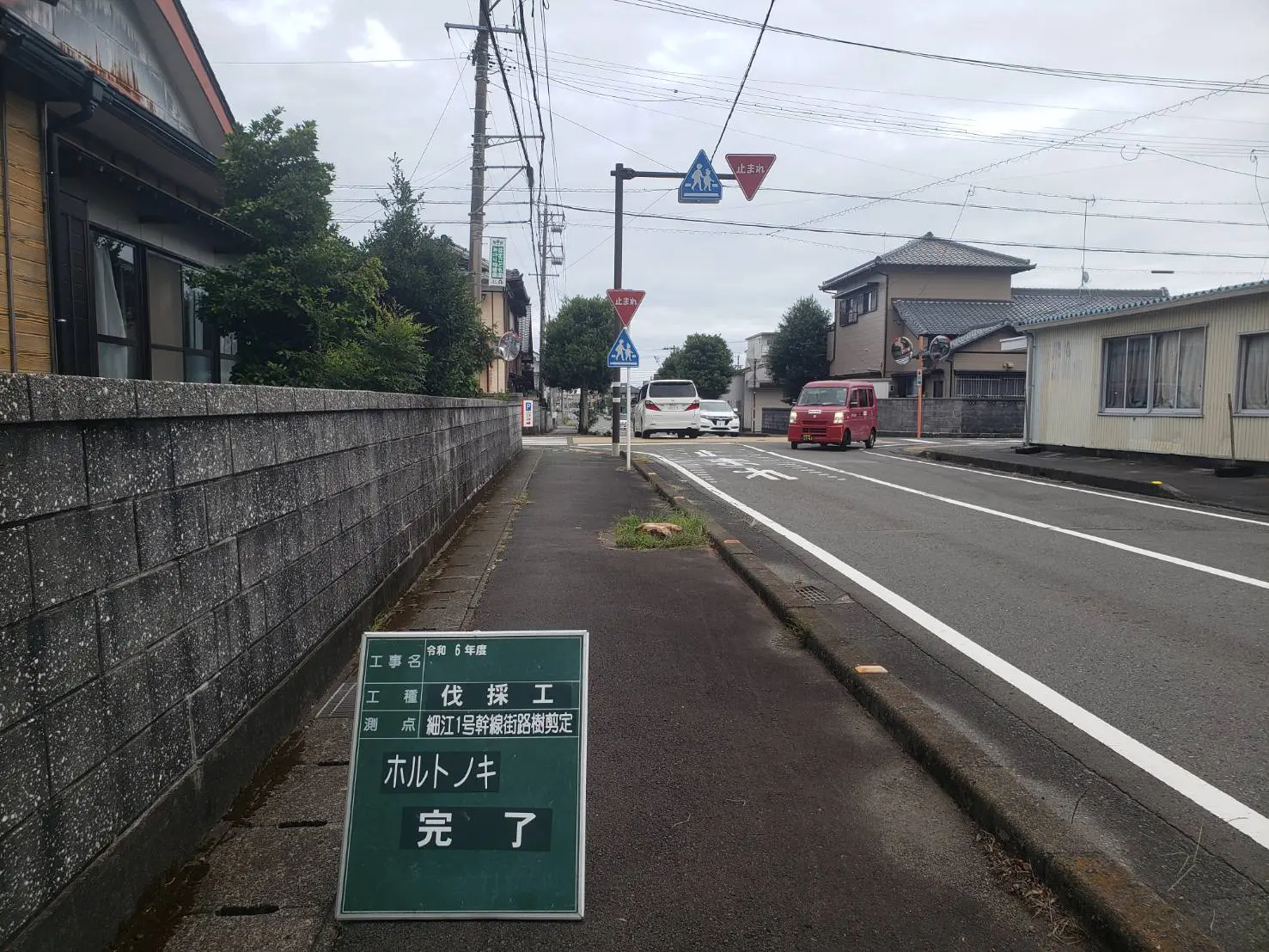 高崎市　伐採作業（ホルトノキの高木伐採） - After