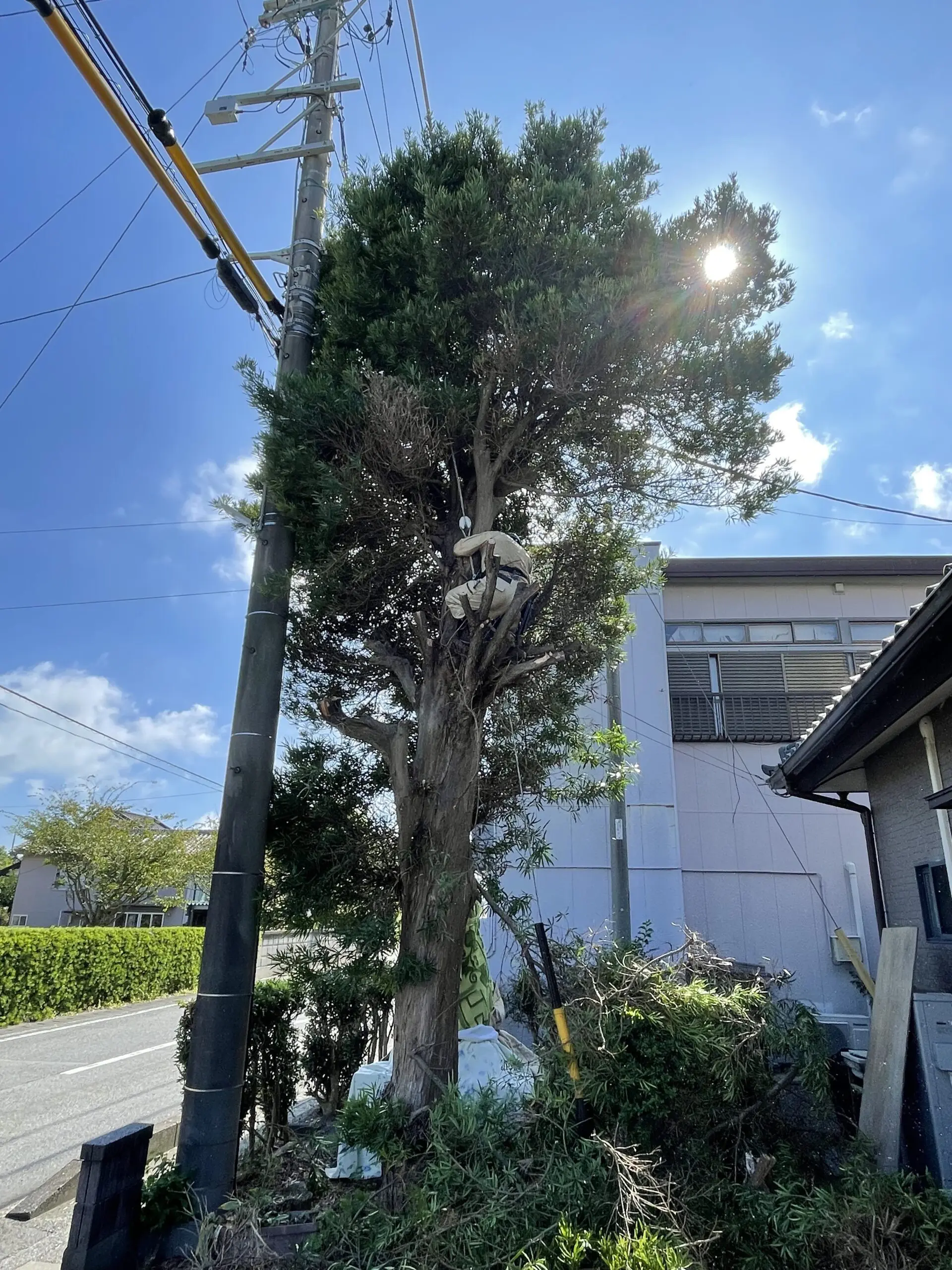 前橋市　伐採作業　（支障木の伐採） - Before