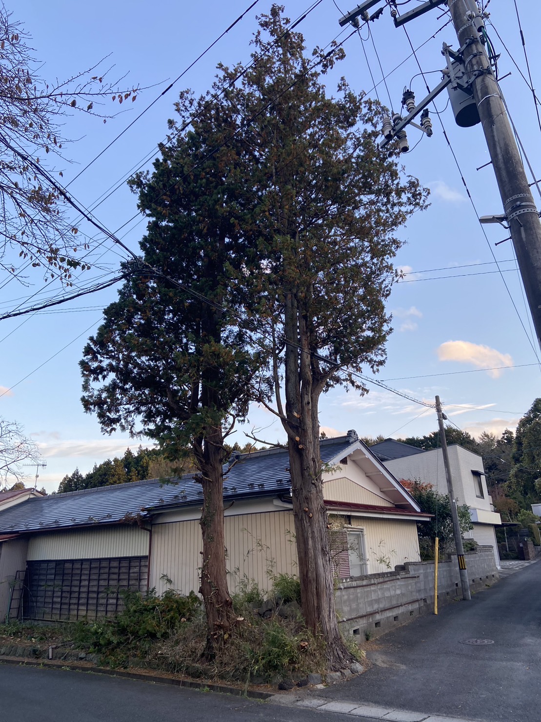 高崎市　伐採作業　（電線にかかった大木） - Before