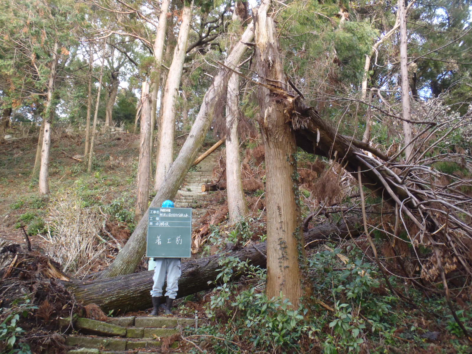 伊勢崎市　伐採作業　（倒れた杉の木を伐採） - Before