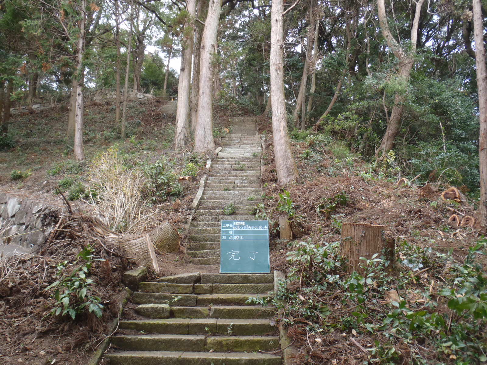 伊勢崎市　伐採作業　（倒れた杉の木を伐採） - After