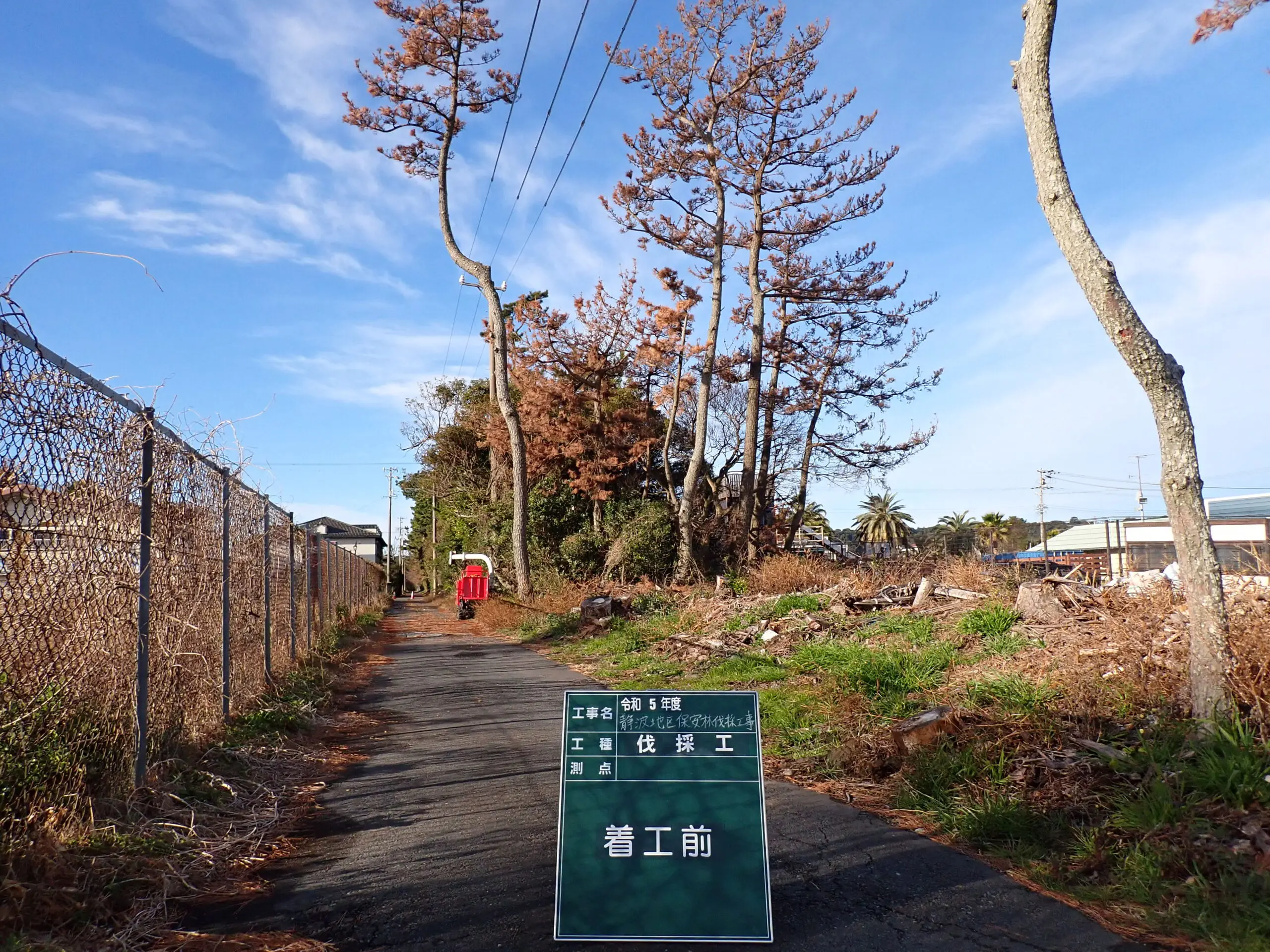 高崎市　伐採作業　（枯れ松の高木伐採） - Before