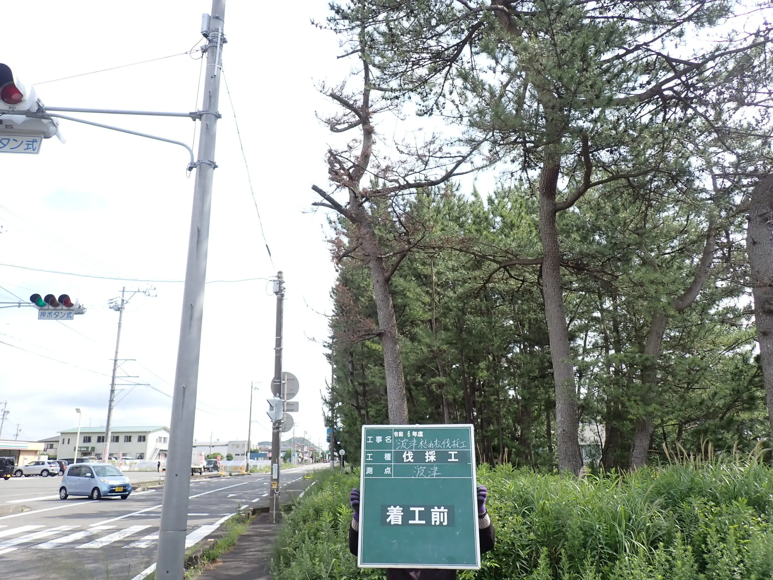 高崎市　伐採作業　（枯れた松の伐採） - Before