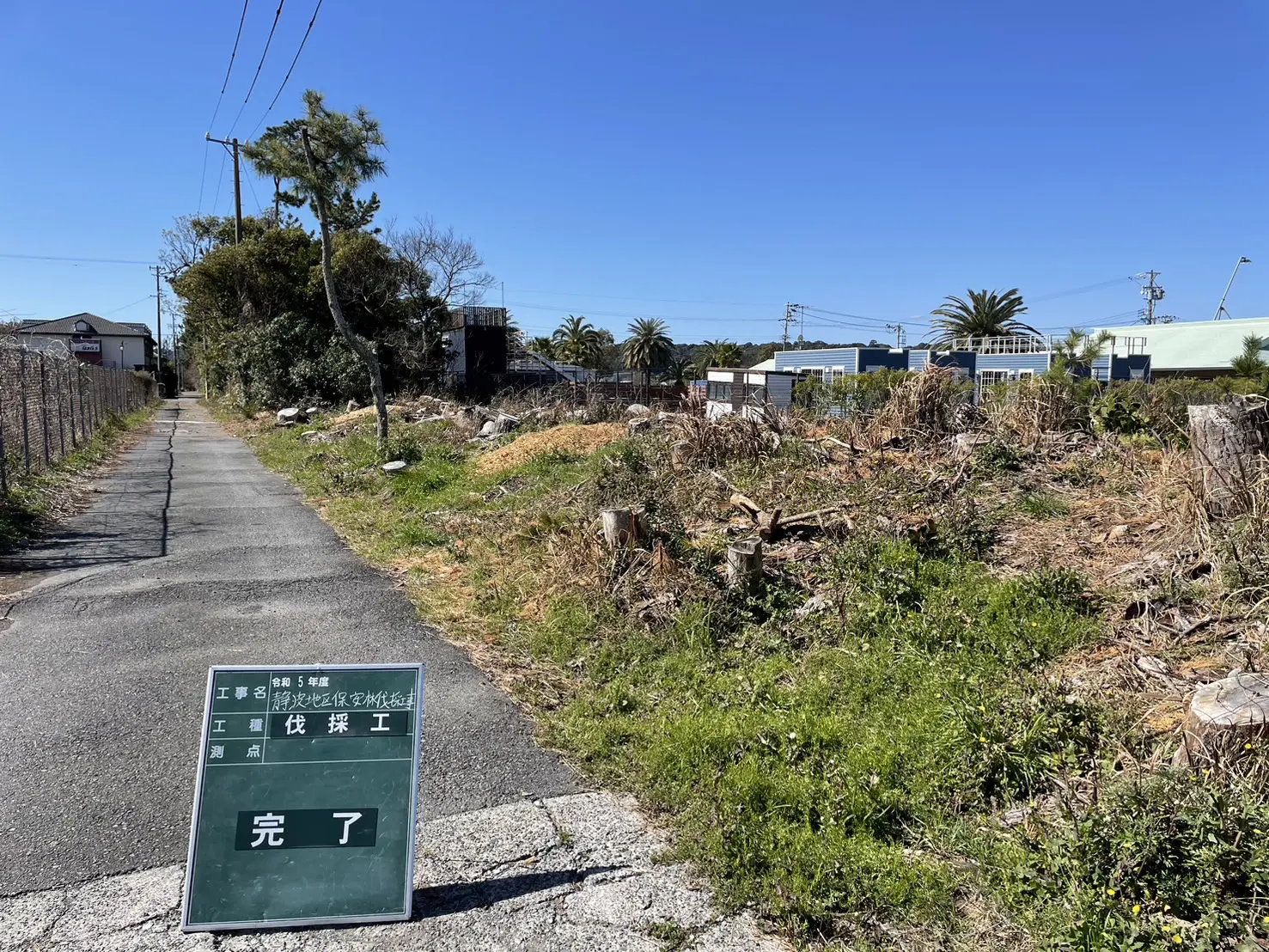 高崎市　伐採作業　（枯れ松の高木伐採） - After