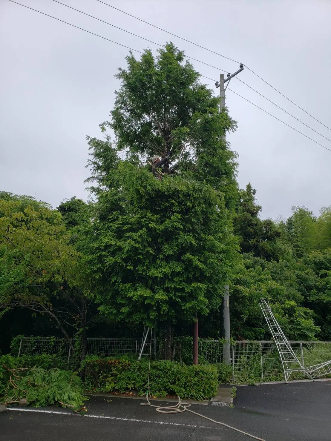 高崎市　伐採作業　（メタセコイアの伐採） - Before