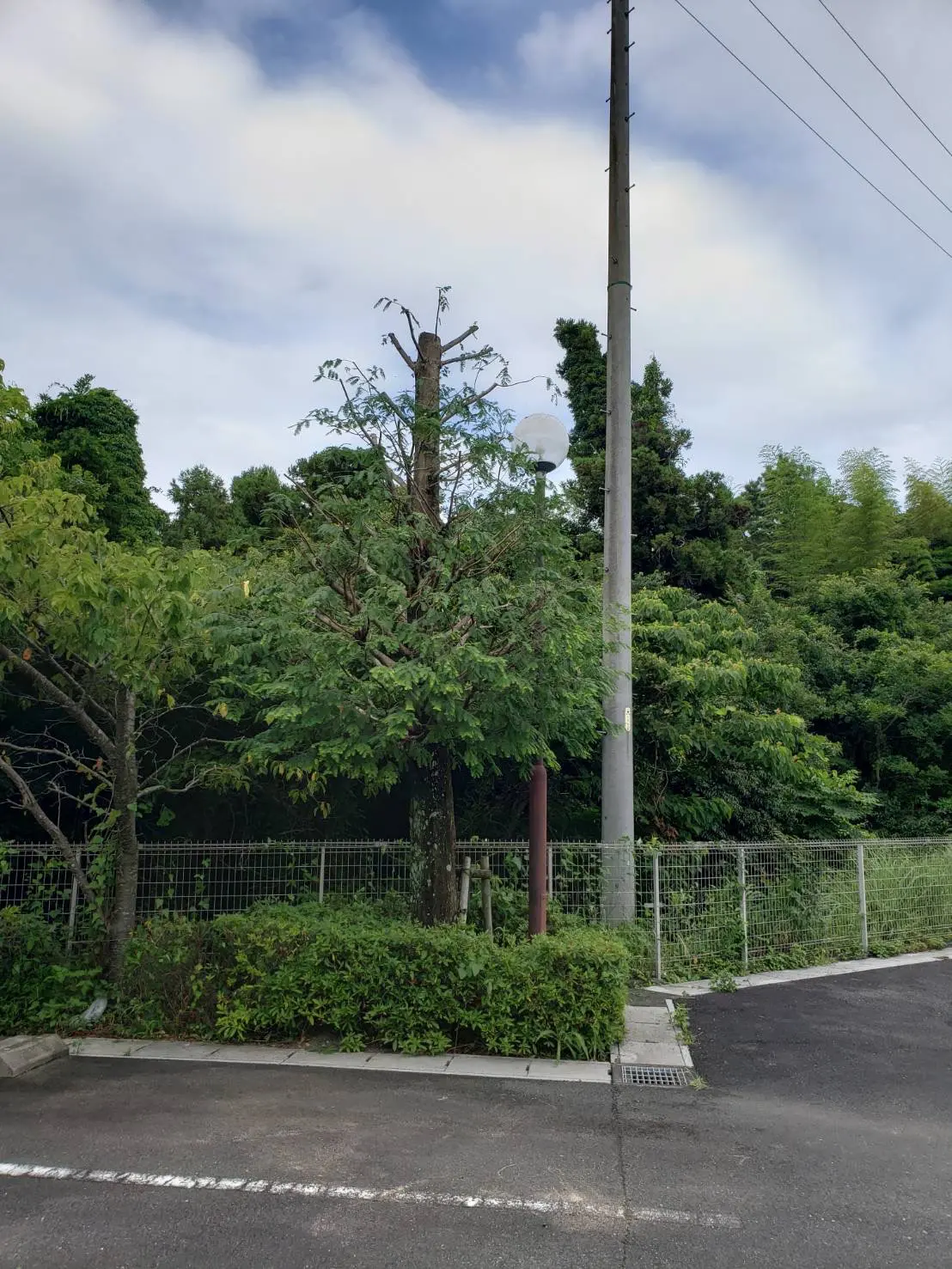 高崎市　伐採作業　（メタセコイアの伐採） - After