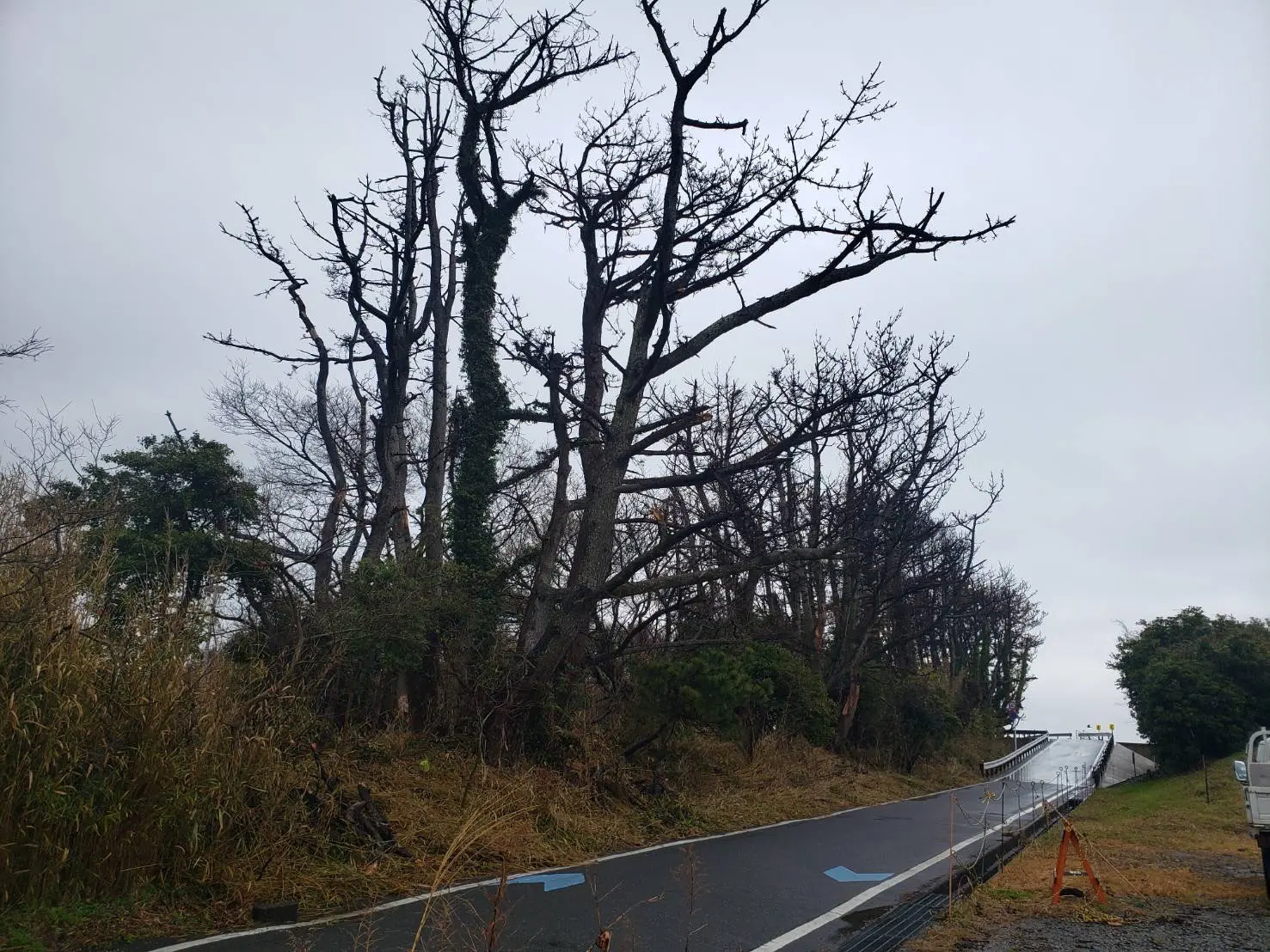 高崎市　伐採作業　（枯れ松の伐採） - Before