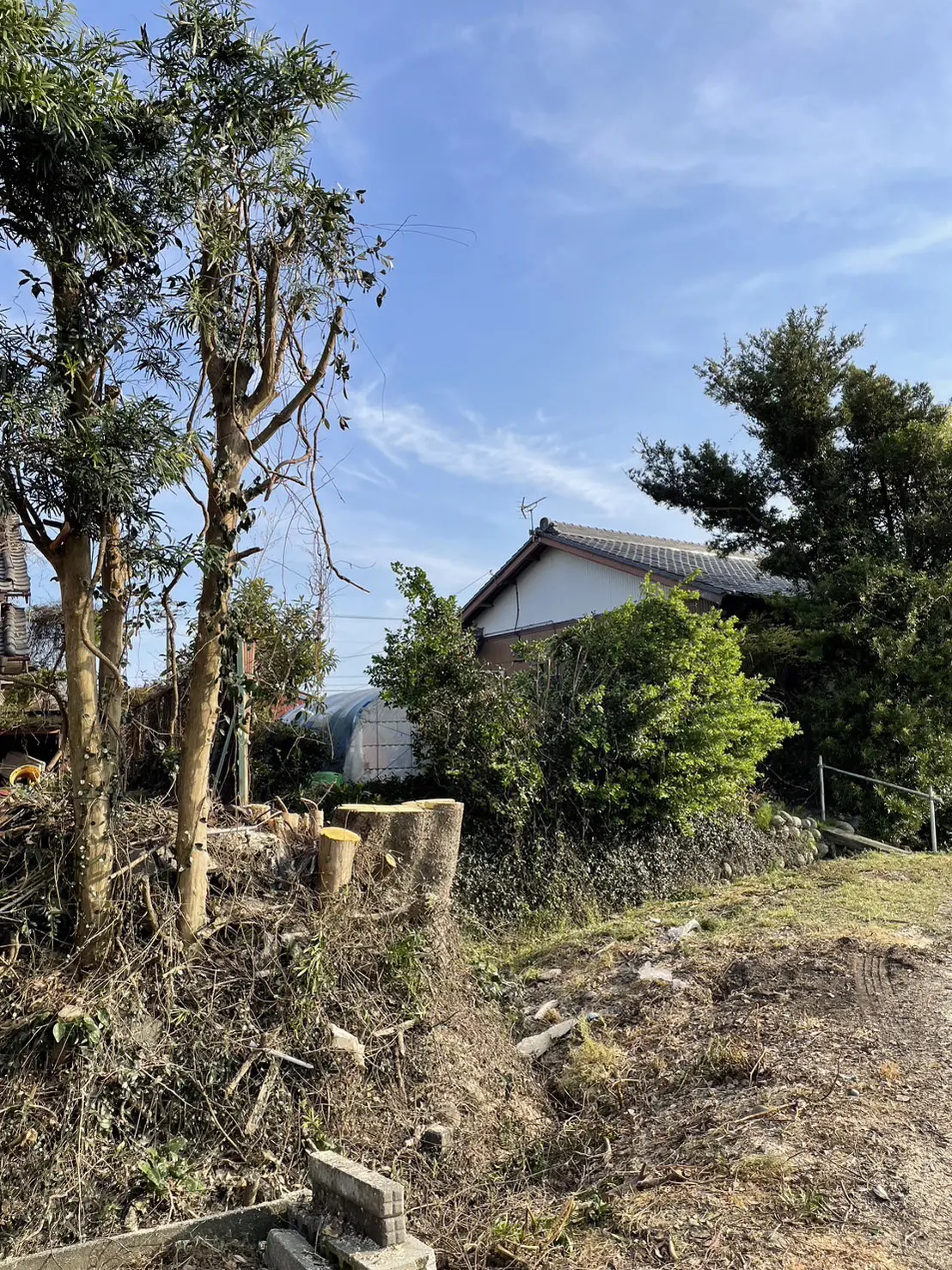 伊勢崎市　伐採作業　（高木伐採） - After