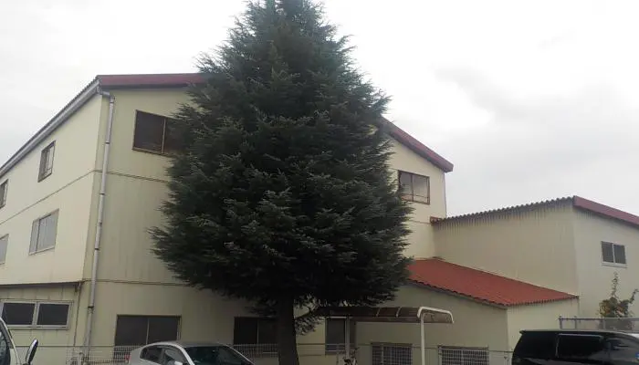 前橋市　伐採作業　（大木伐採） - Before