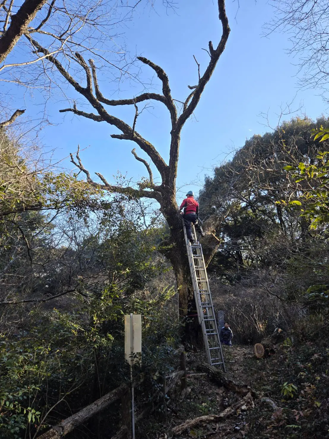伊勢崎市　伐採作業（枯れナラの高木伐採） - Before
