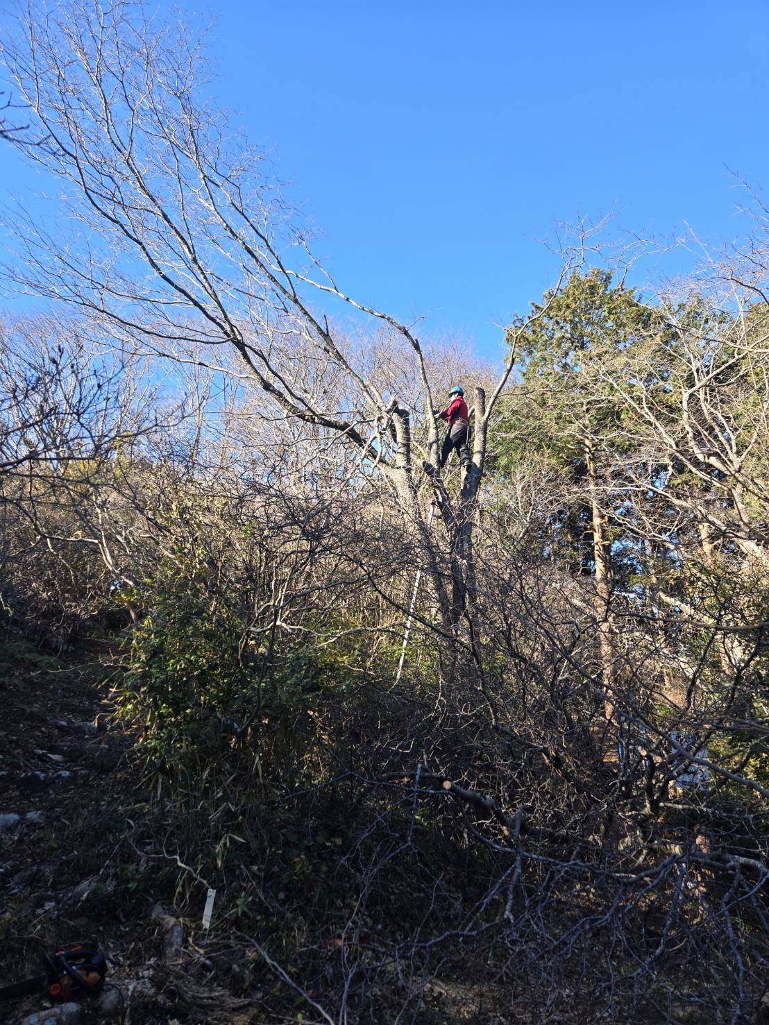 高崎市　伐採作業（ヤマザクラの剪定） - Before