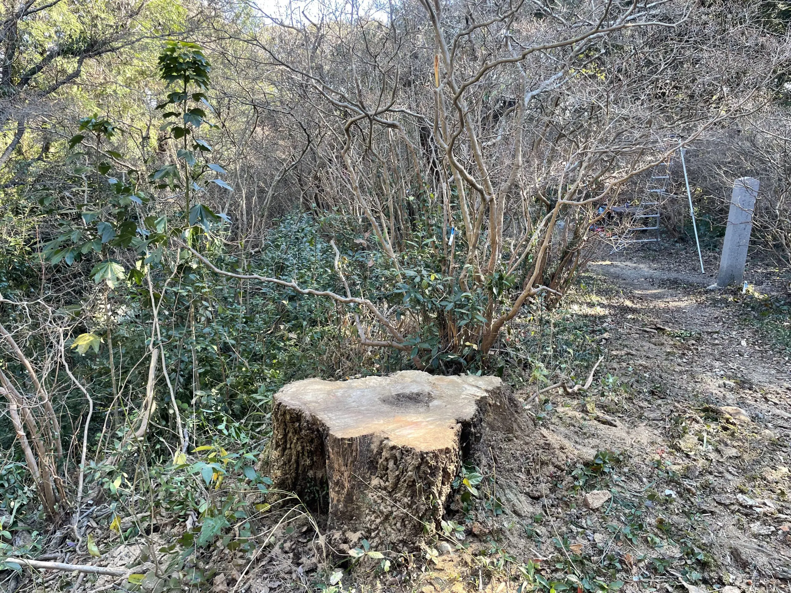 伊勢崎市　伐採作業（枯れナラの高木伐採） - After