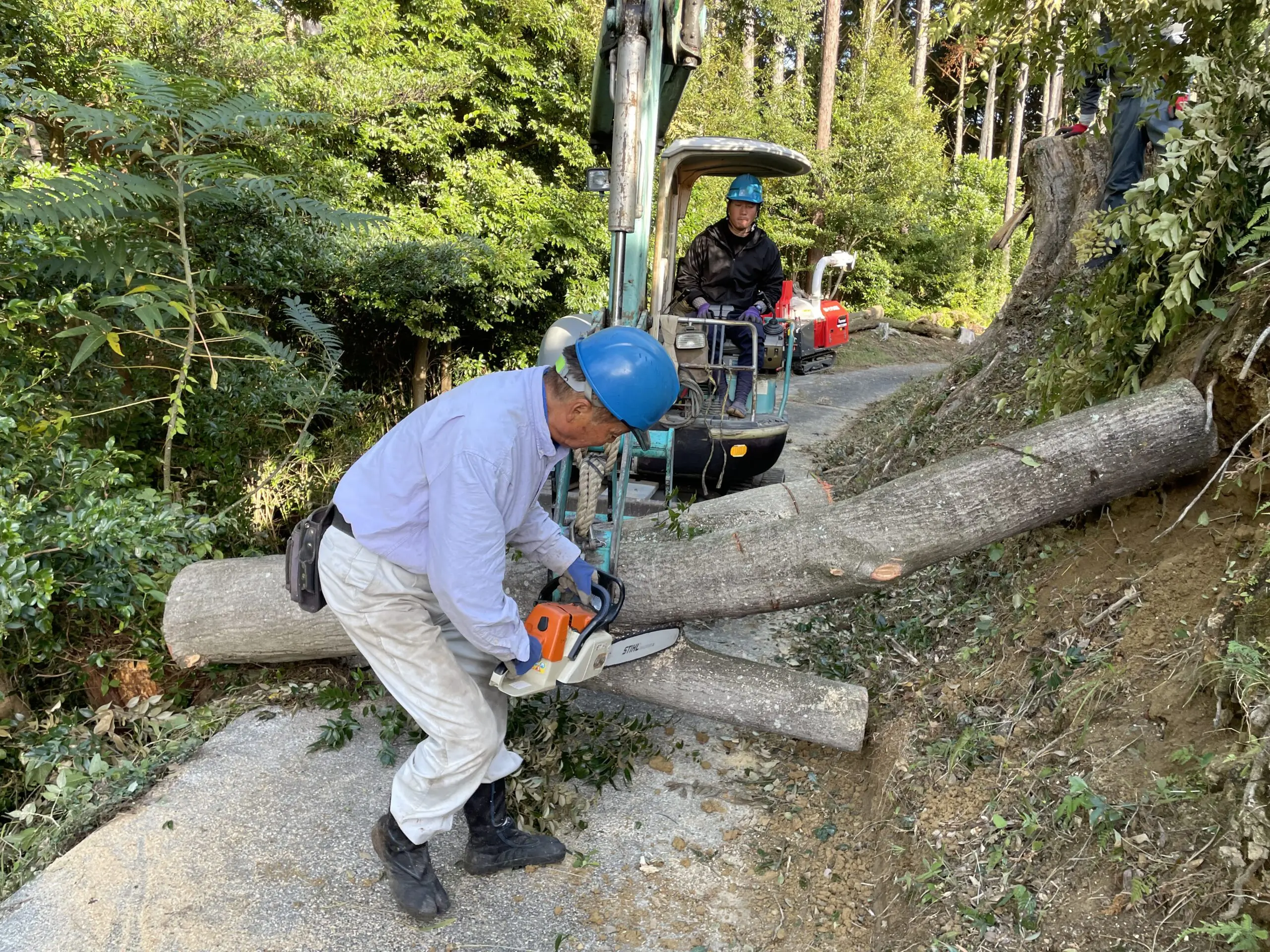 前橋市　伐採作業（杉・シイノキ高木伐採） - After