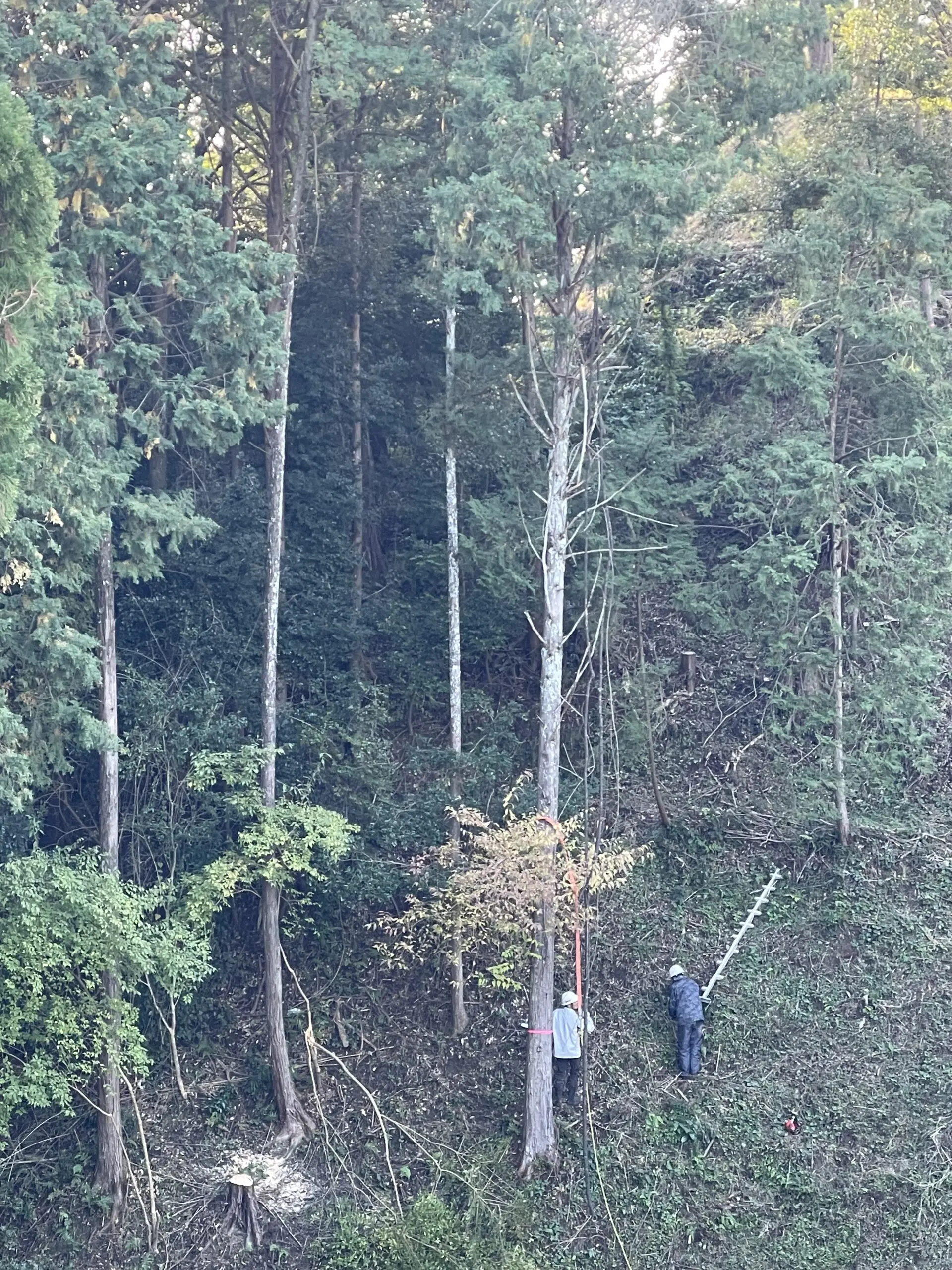 前橋市　伐採作業（杉・シイノキ高木伐採） - Before