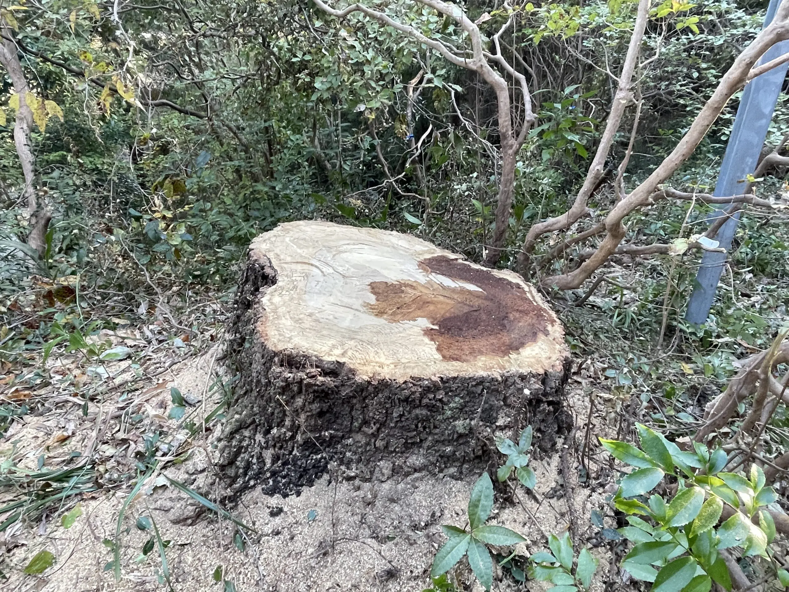 高崎市　伐採作業（コナラの高木伐採） - After