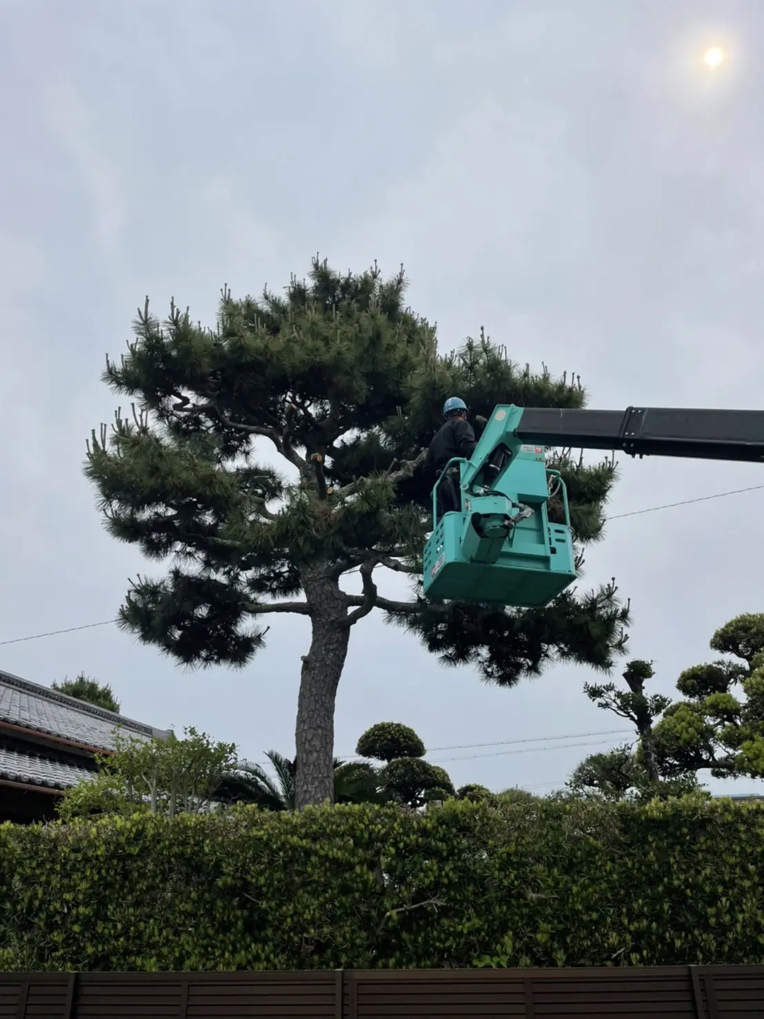 伊勢崎市　伐採作業（松の木伐採） - Before