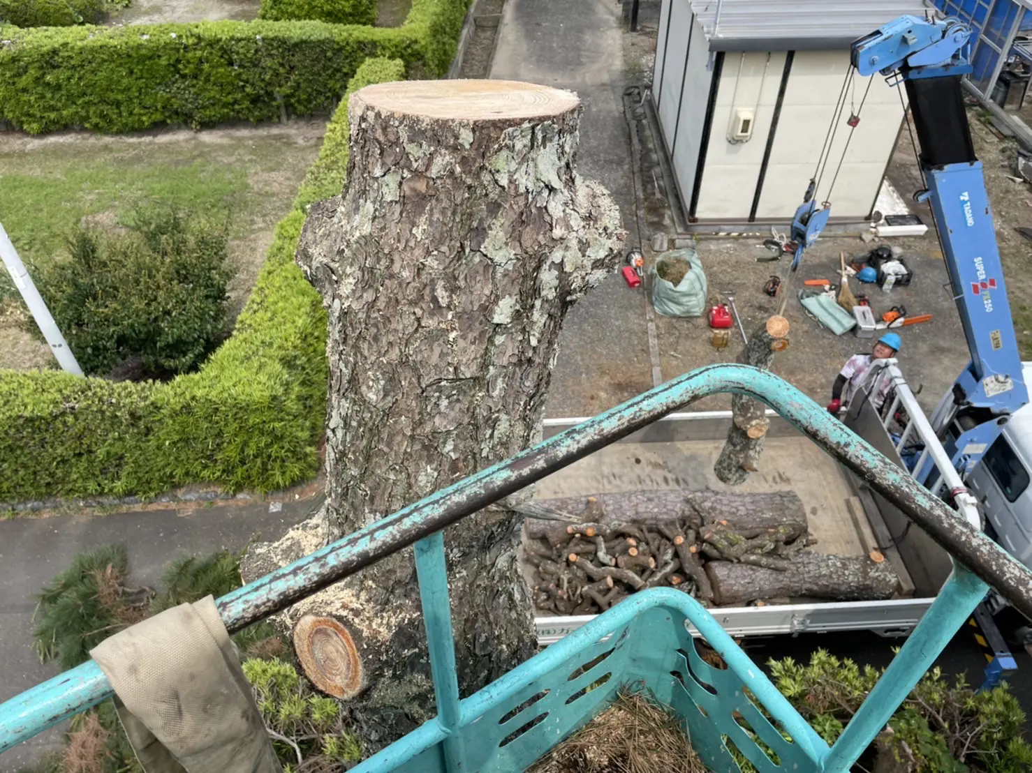 伊勢崎市　伐採作業（松の木伐採） - After