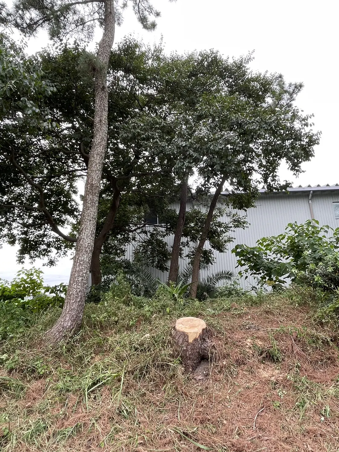 前橋市　伐採作業（枯れ松の支障木伐採） - After