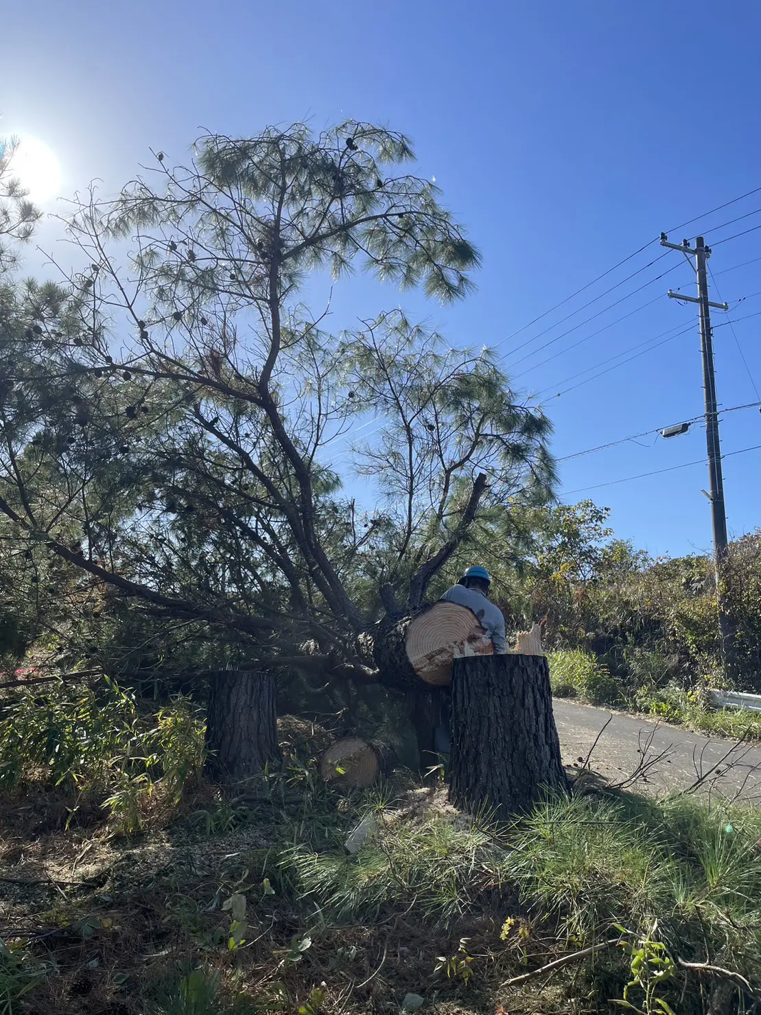 高崎市　伐採作業（松の木の巨木伐採） - After