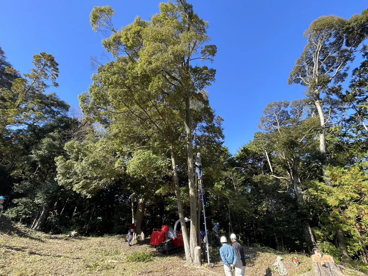 伊勢崎市　伐採作業（シイノキ高木伐採） - Before
