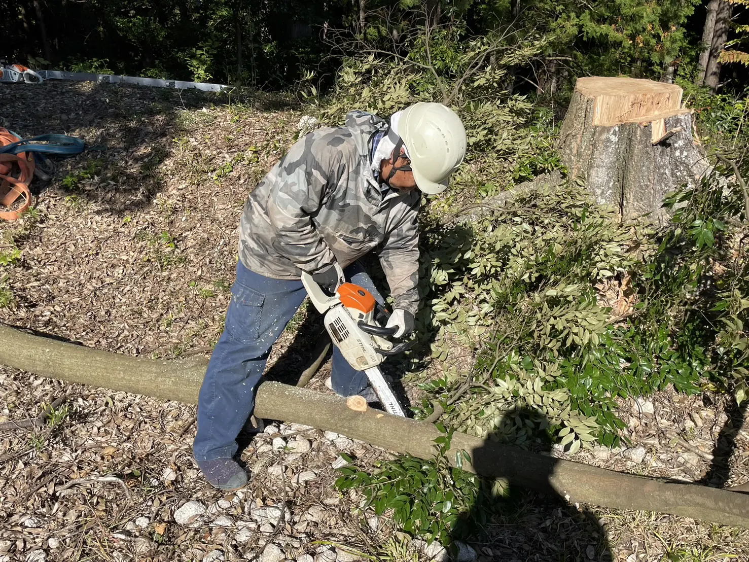 伊勢崎市　伐採作業（シイノキ高木伐採） - After