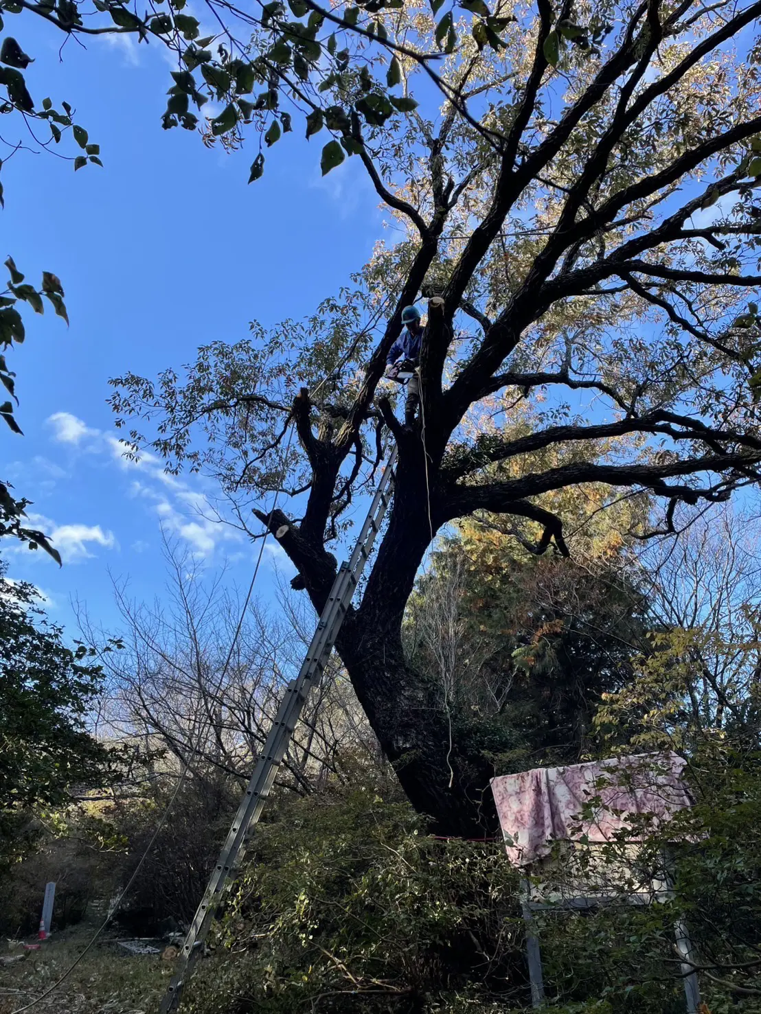 高崎市　伐採作業（コナラの高木伐採） - Before