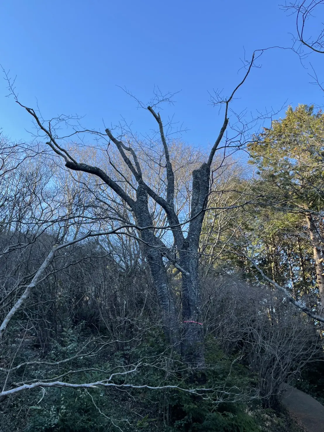 高崎市　伐採作業（ヤマザクラの剪定） - After