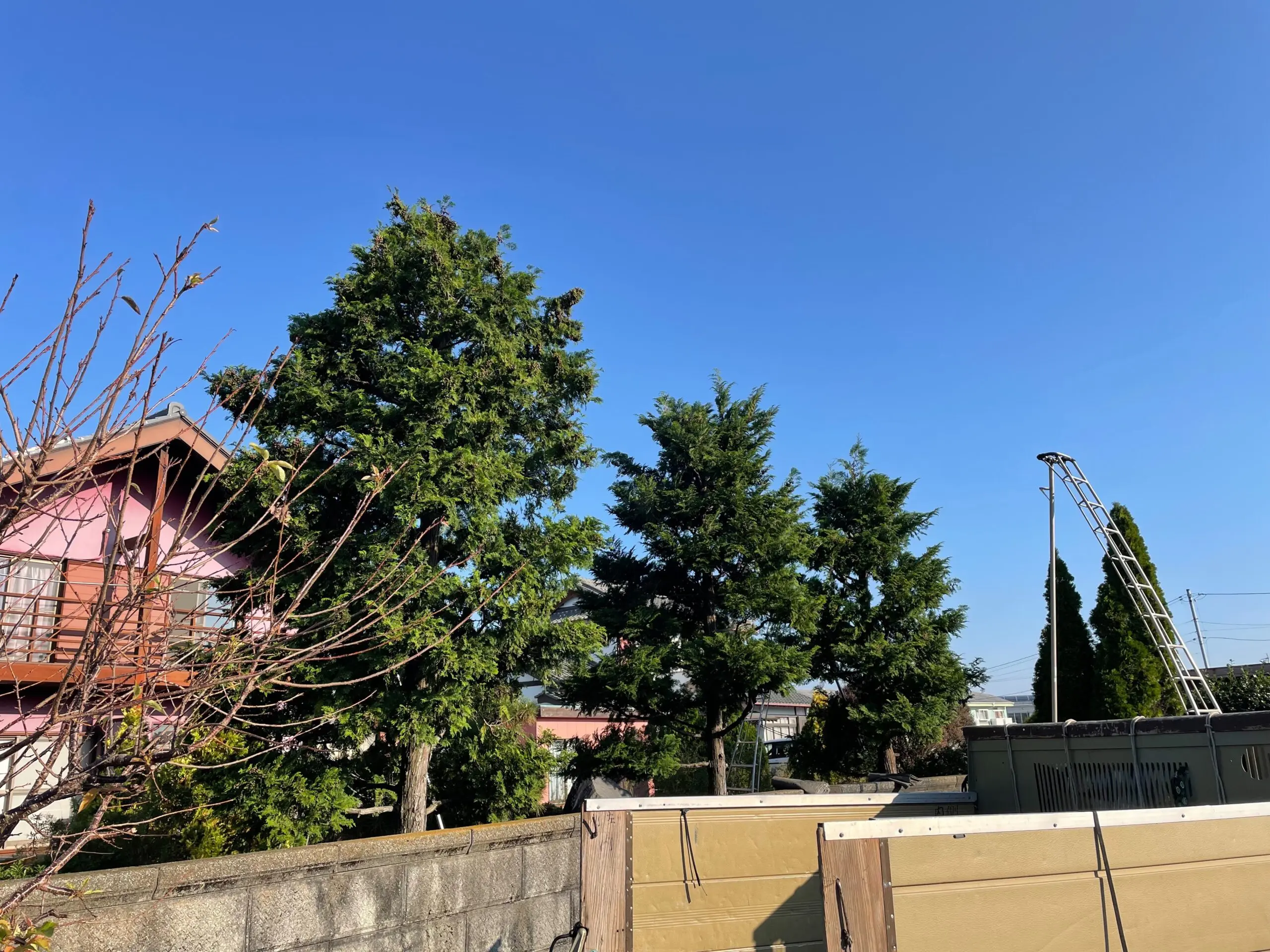 藤岡市　剪定作業（ヒノキの剪定） - Before