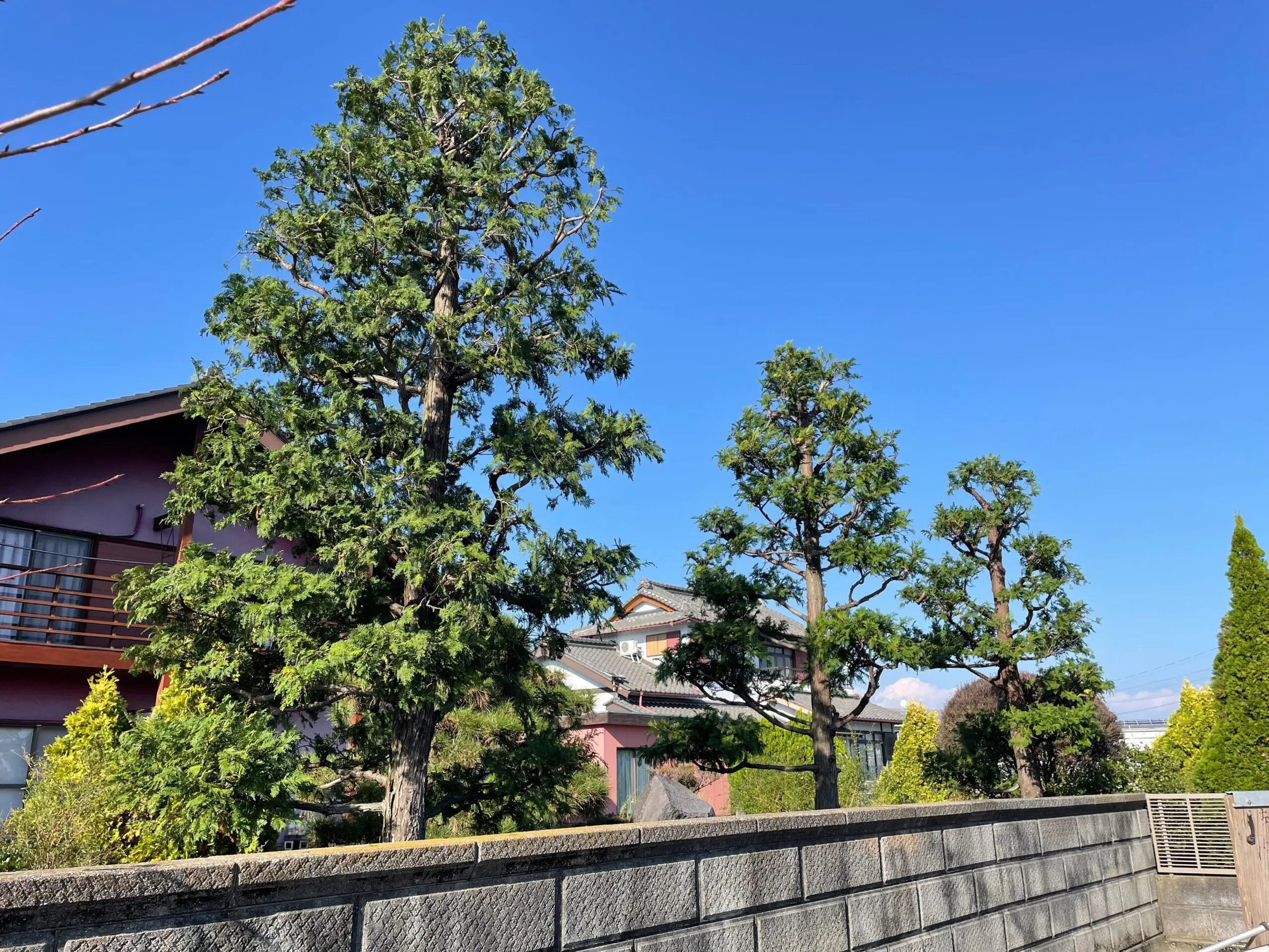 藤岡市　剪定作業（ヒノキの剪定） - After