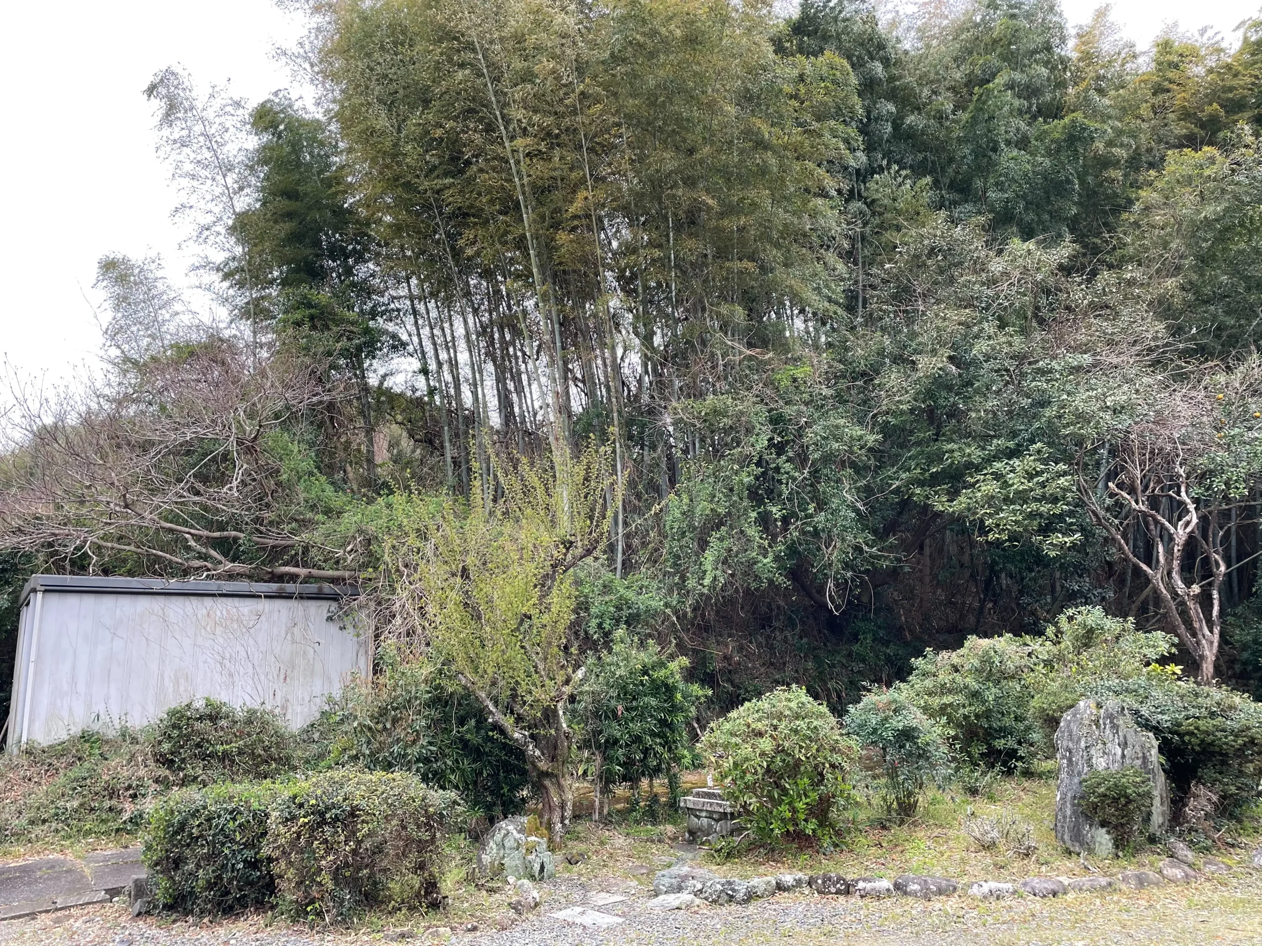 太田市　伐採作業（竹林の伐採） - Before