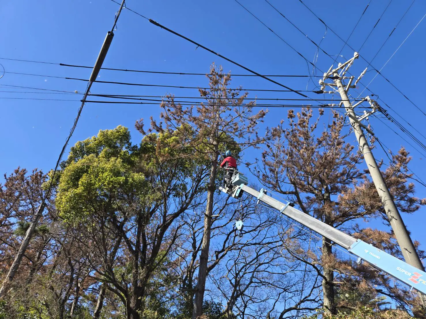 太田市　伐採作業（松の高木伐採） - Before