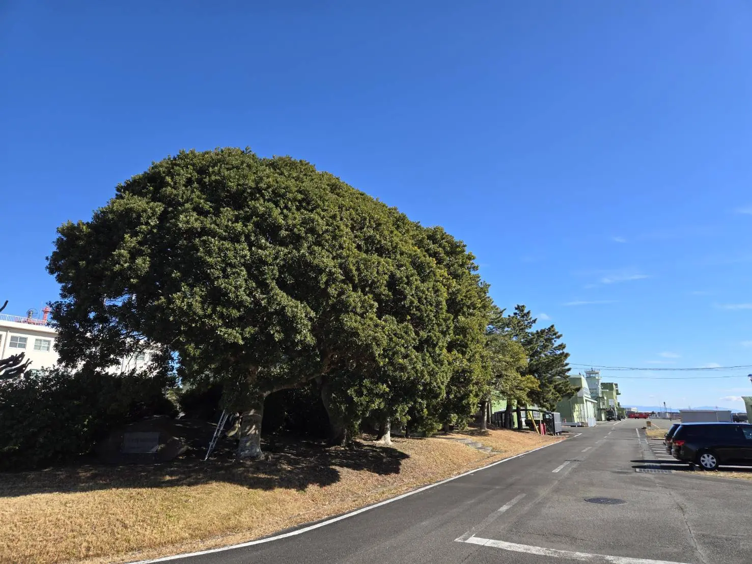 伊勢崎市　伐採作業（ヤマモモの高木伐採） - Before