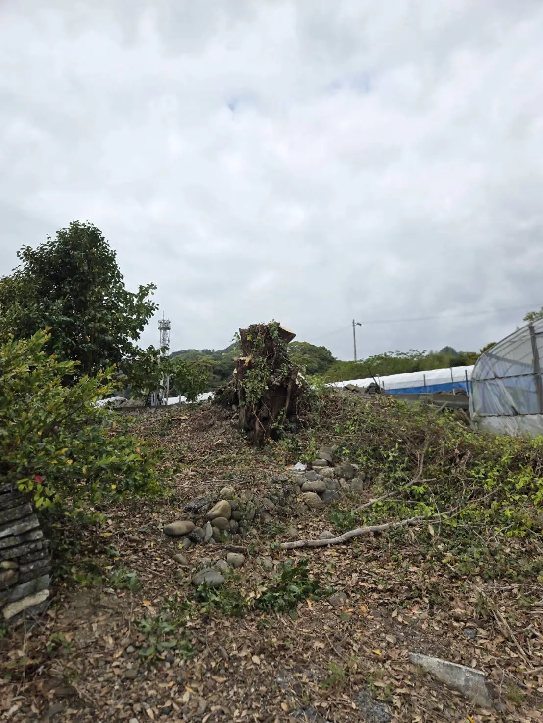 高崎市　伐採作業（シイノキの大木伐採） - After