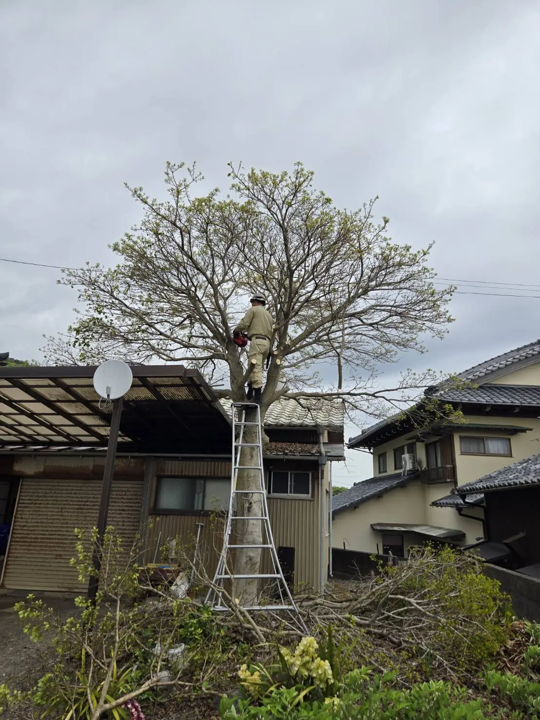 前橋市　伐採作業（モチノキの高木伐採） - Before