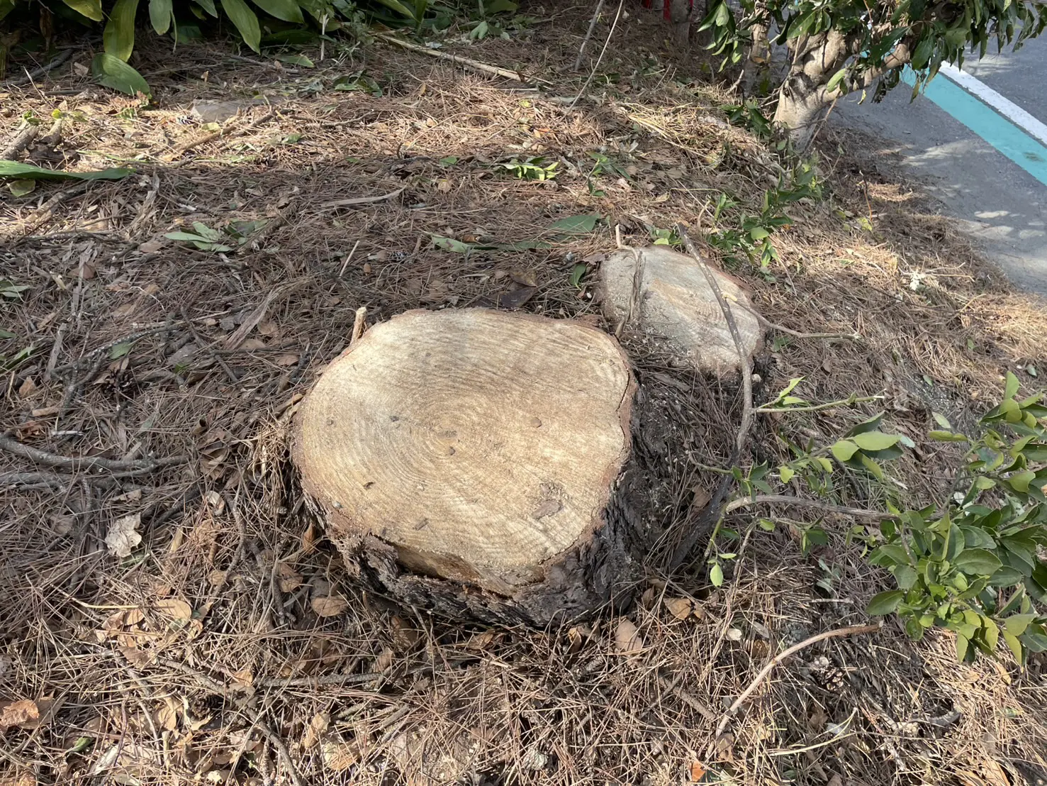 太田市　伐採作業（松の高木伐採） - After