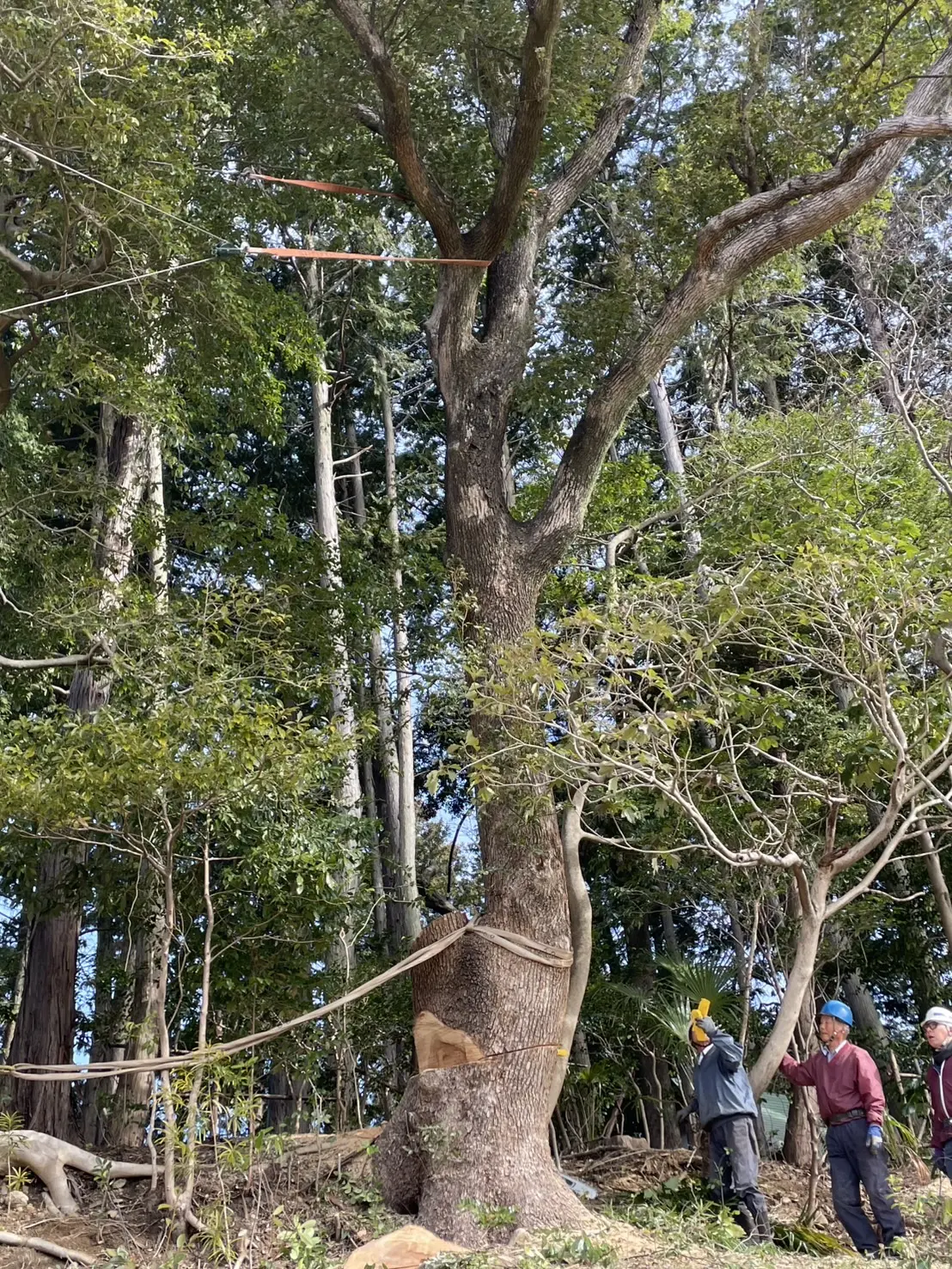 太田市　伐採作業（クスの大木伐採） - Before