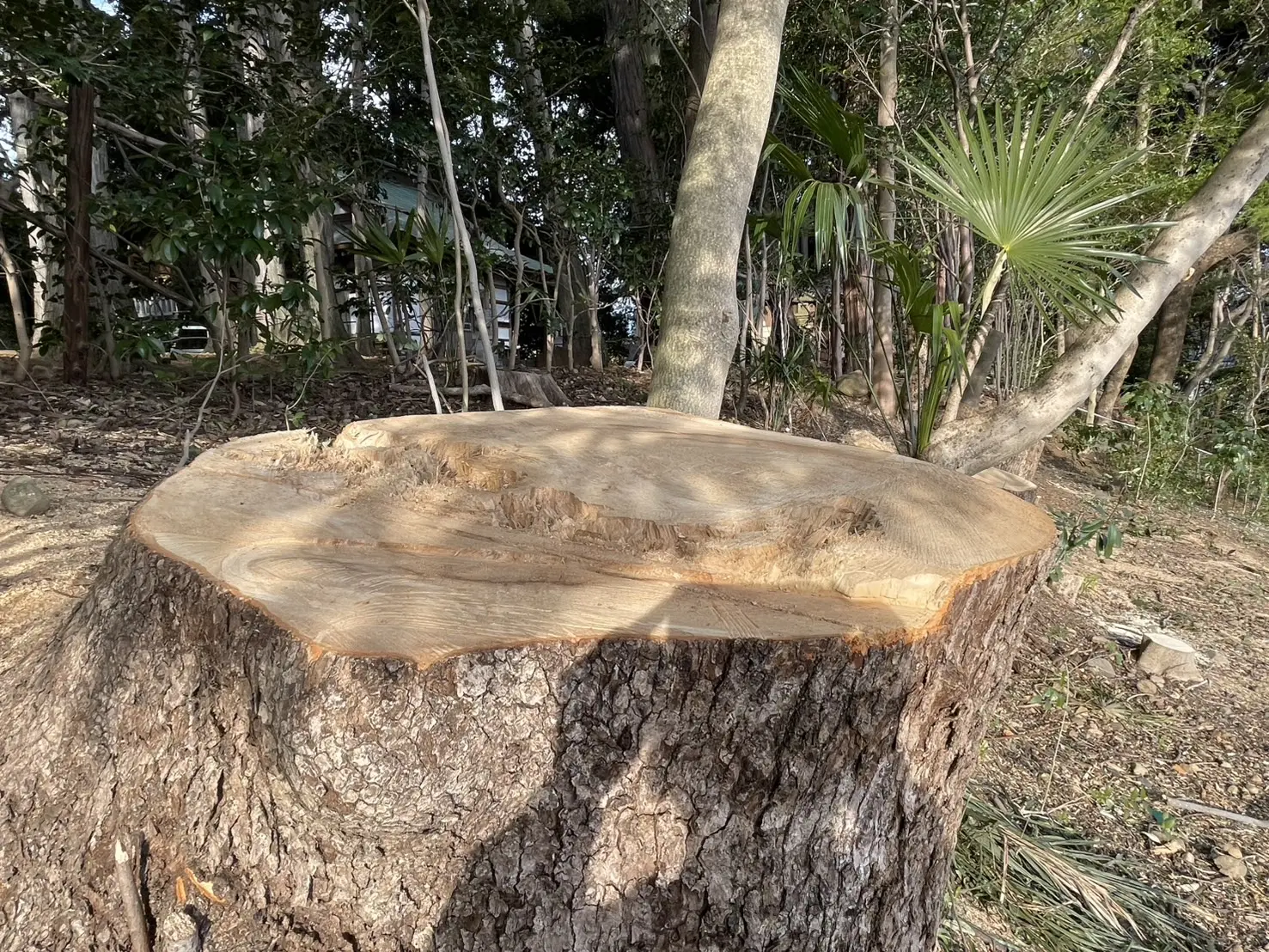 太田市　伐採作業（クスの大木伐採） - After