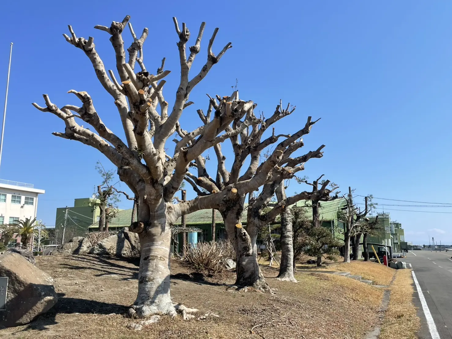 伊勢崎市　伐採作業（ヤマモモの高木伐採） - After