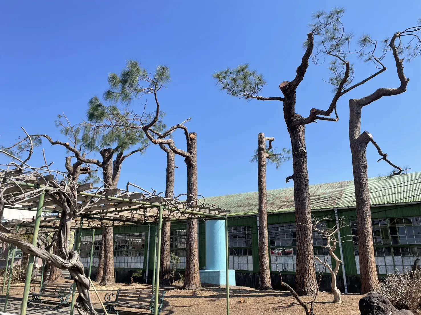 太田市　伐採作業（米松の高木剪定） - After