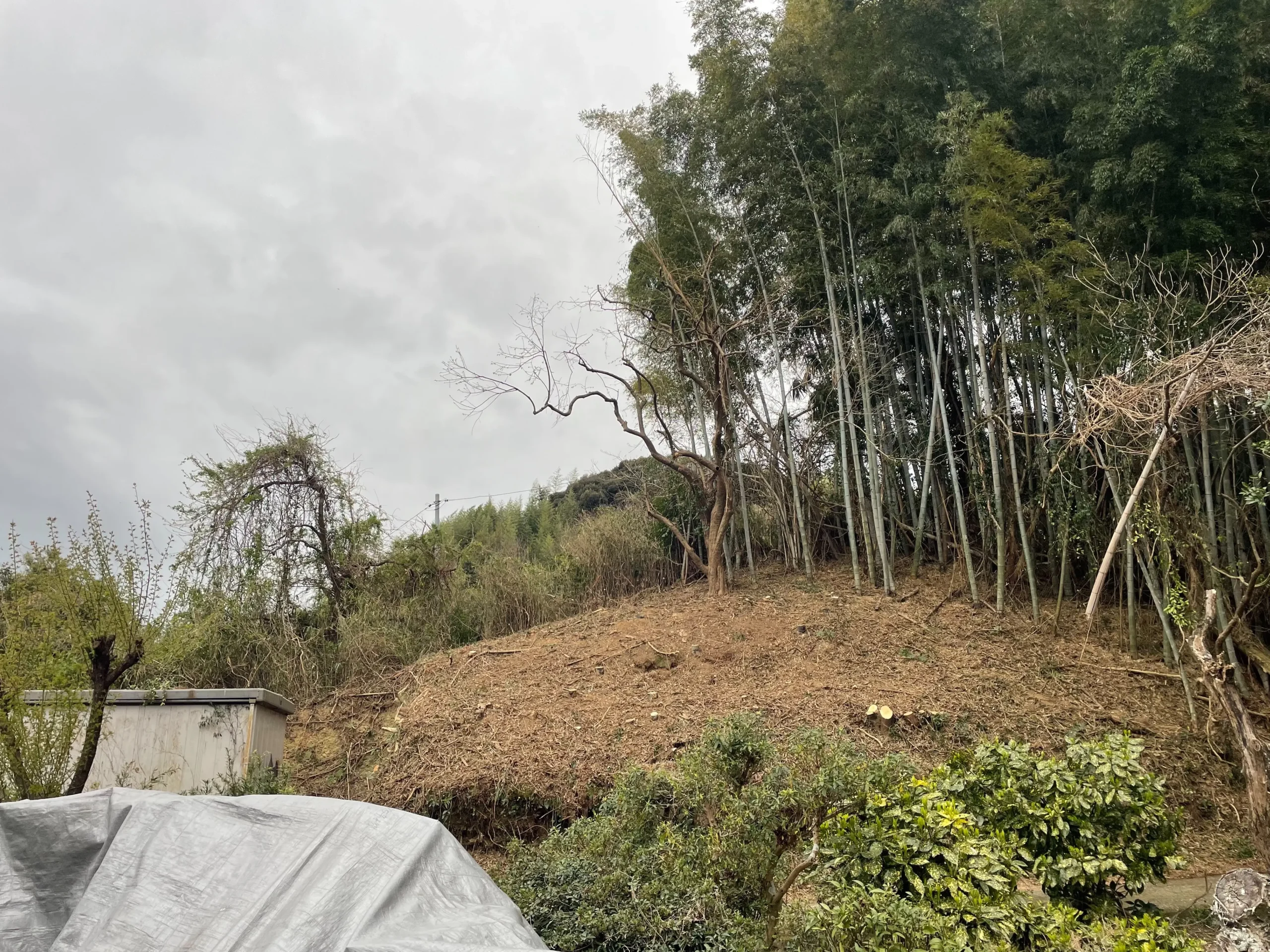 太田市　伐採作業（竹林の伐採） - After