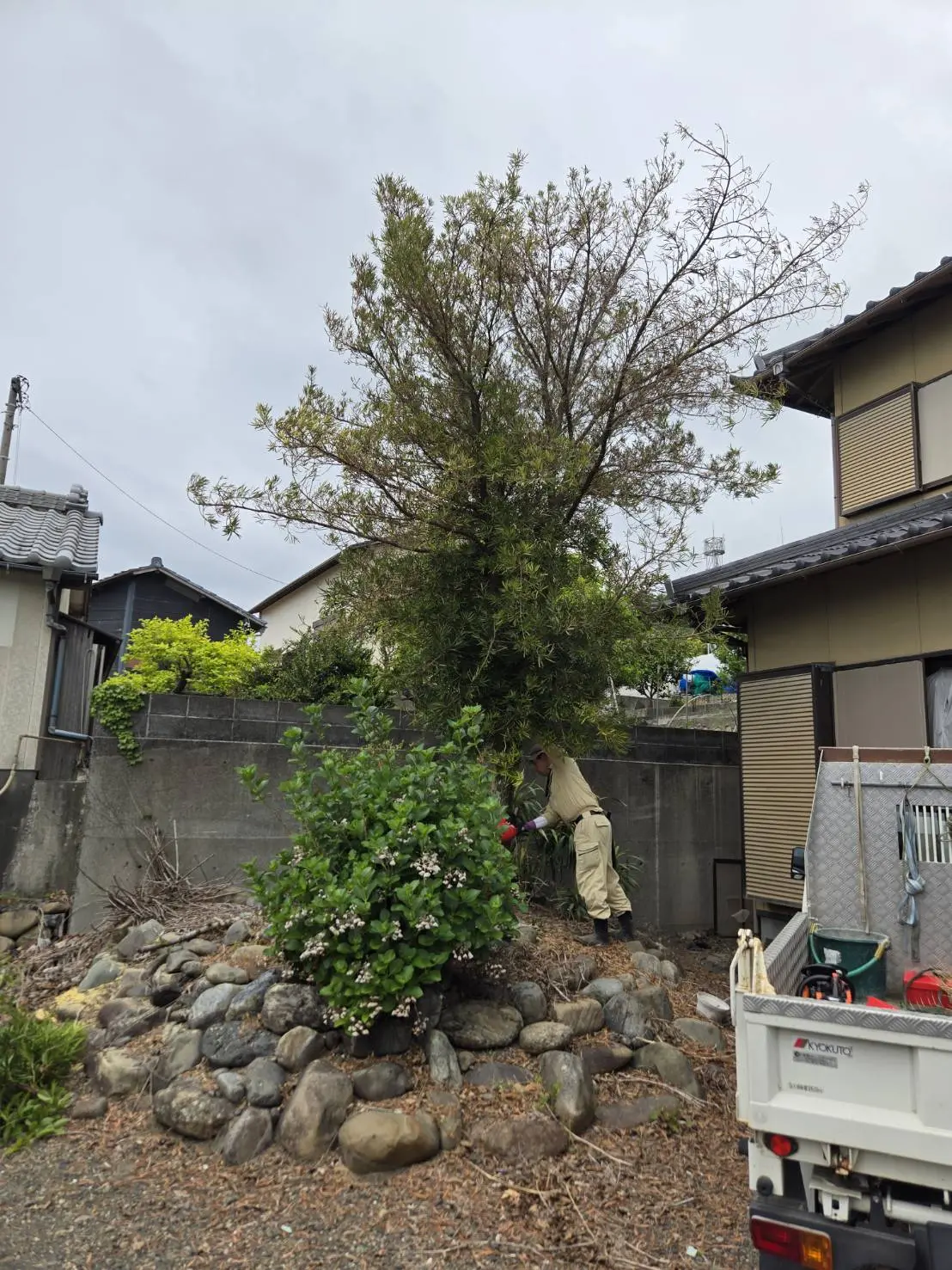 太田市　伐採作業（マキノキの伐採） - Before