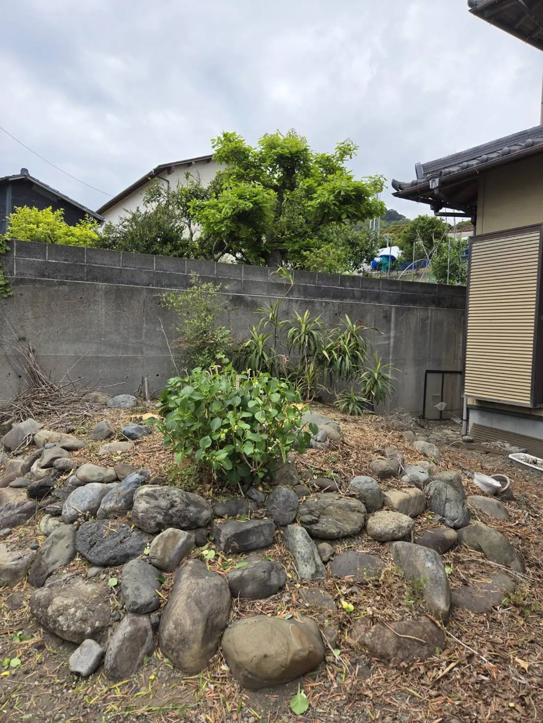 太田市　伐採作業（マキノキの伐採） - After